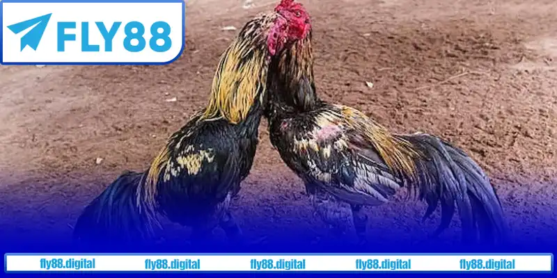 Hiểu rõ quy trình giúp anh em tự tin tham gia cá cược.